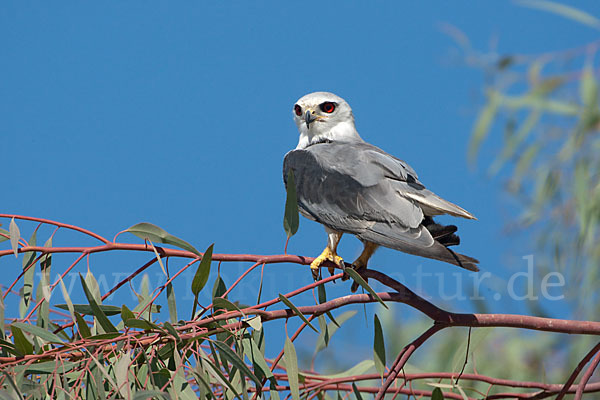 Gleitaar (Elanus caeruleus)