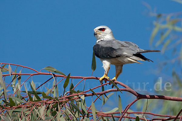 Gleitaar (Elanus caeruleus)