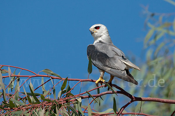 Gleitaar (Elanus caeruleus)