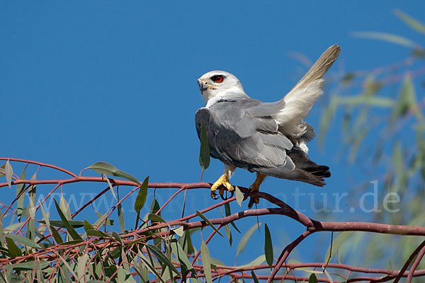 Gleitaar (Elanus caeruleus)