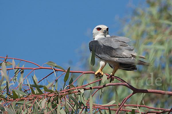 Gleitaar (Elanus caeruleus)