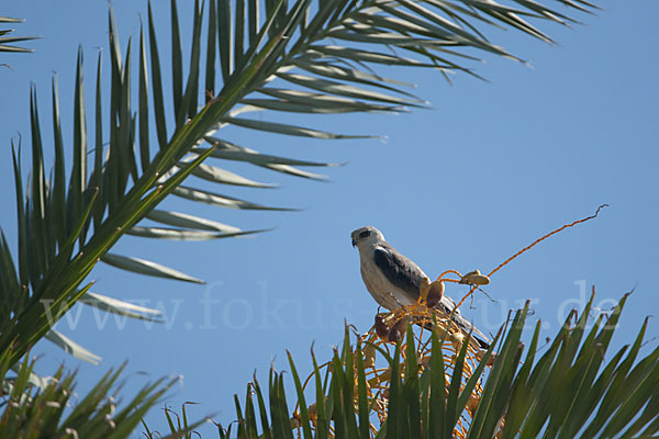 Gleitaar (Elanus caeruleus)