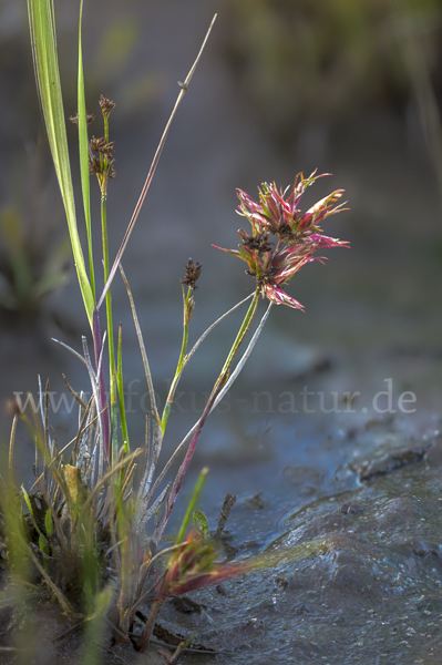 Glieder-Binse (Juncus articulatus)