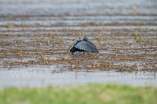 Glockenreiher (Egretta ardesiaca)