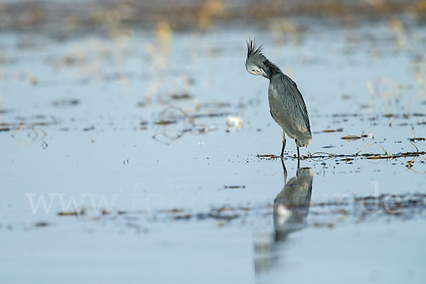 Glockenreiher (Egretta ardesiaca)