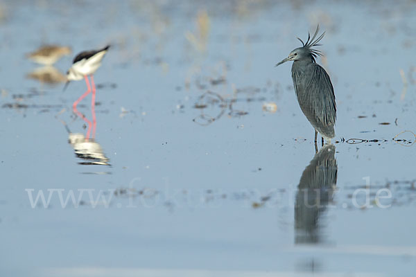 Glockenreiher (Egretta ardesiaca)