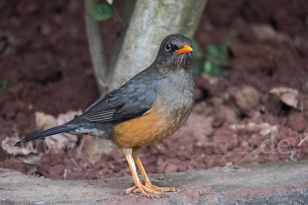 Gmelindrossel (Turdus abyssinicus)