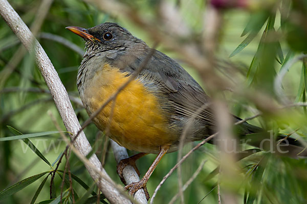 Gmelindrossel (Turdus abyssinicus)