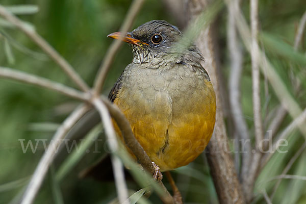 Gmelindrossel (Turdus abyssinicus)