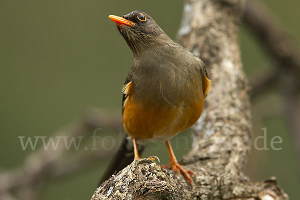 Gmelindrossel (Turdus abyssinicus)