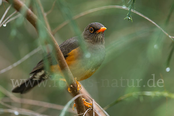 Gmelindrossel (Turdus abyssinicus)