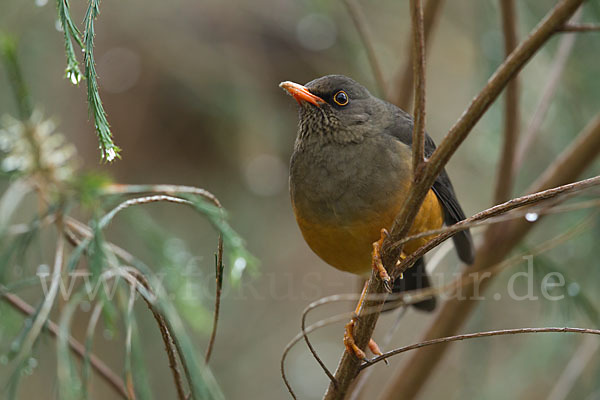 Gmelindrossel (Turdus abyssinicus)