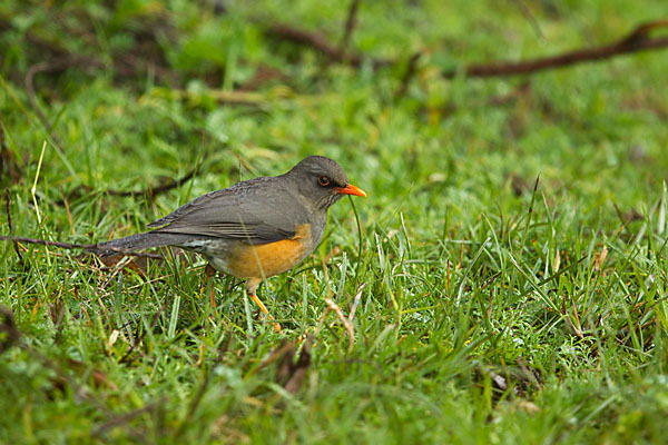 Gmelindrossel (Turdus abyssinicus)