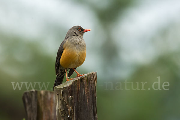 Gmelindrossel (Turdus abyssinicus)