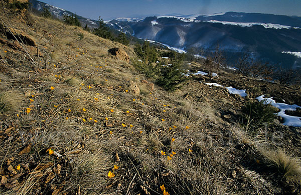 Gold-Krokus (Crocus flavus)