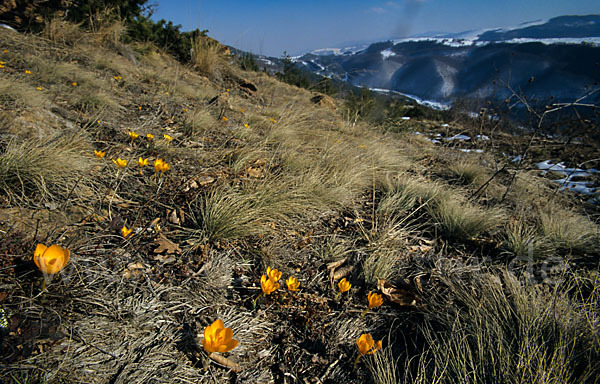 Gold-Krokus (Crocus flavus)