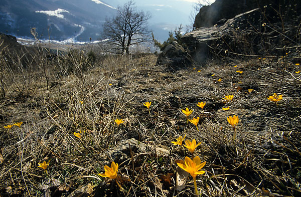 Gold-Krokus (Crocus flavus)