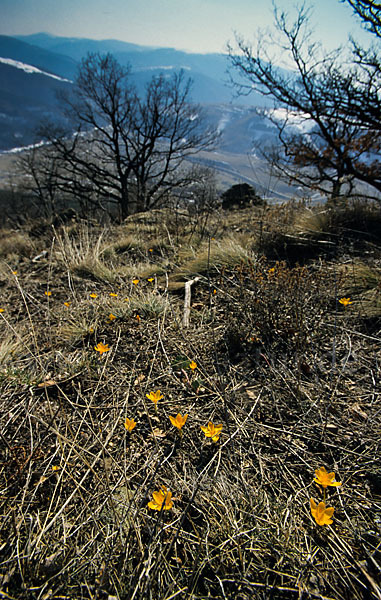 Gold-Krokus (Crocus flavus)