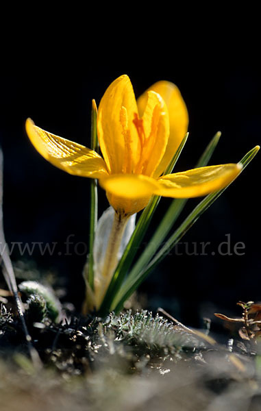 Gold-Krokus (Crocus flavus)