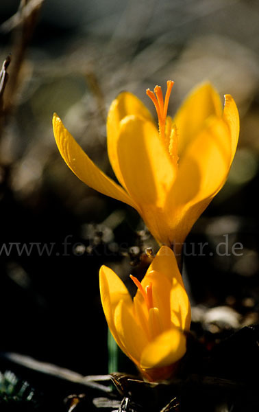 Gold-Krokus (Crocus flavus)