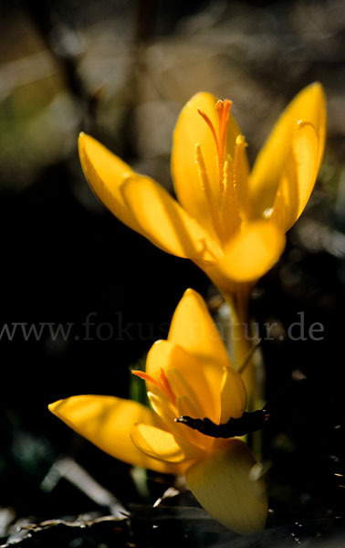 Gold-Krokus (Crocus flavus)