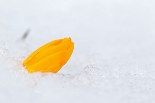 Gold-Krokus (Crocus flavus)