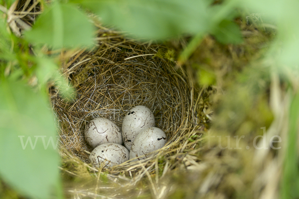 Goldammer (Emberiza citrinella)