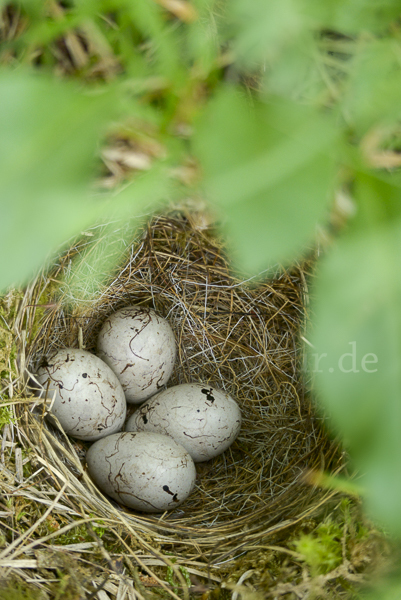 Goldammer (Emberiza citrinella)