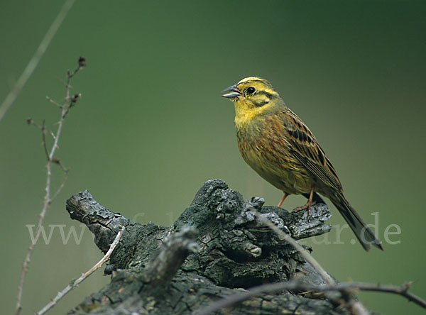 Goldammer (Emberiza citrinella)