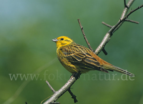 Goldammer (Emberiza citrinella)