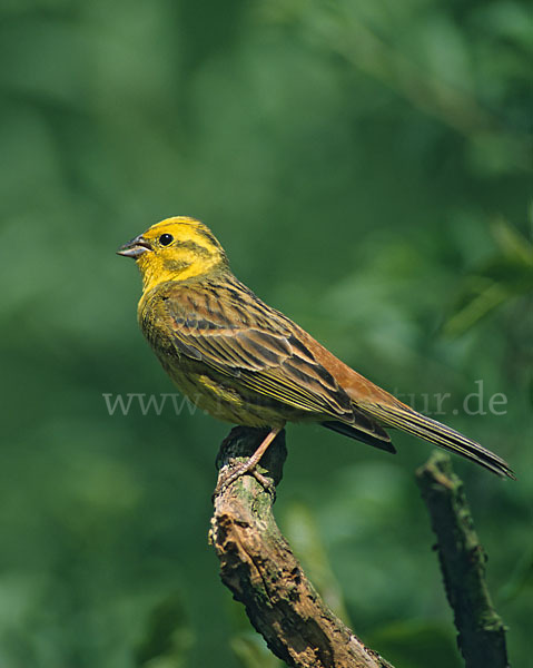 Goldammer (Emberiza citrinella)