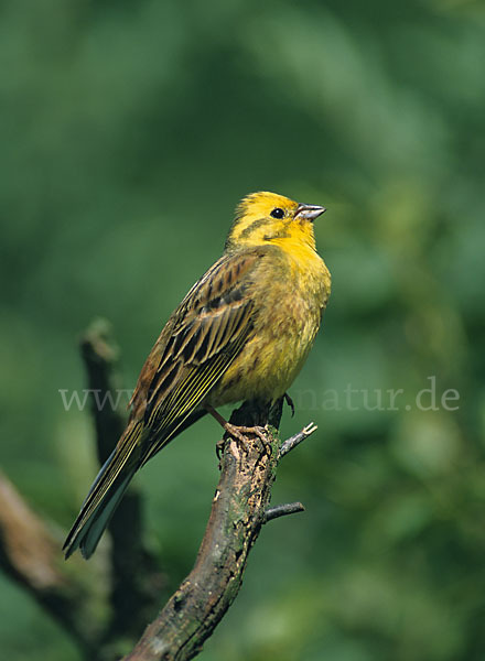 Goldammer (Emberiza citrinella)