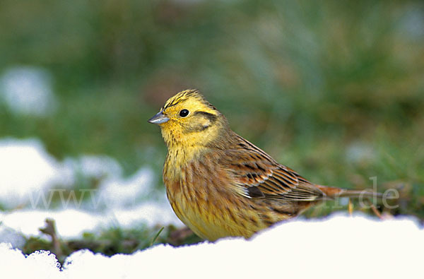 Goldammer (Emberiza citrinella)