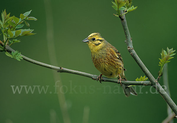 Goldammer (Emberiza citrinella)