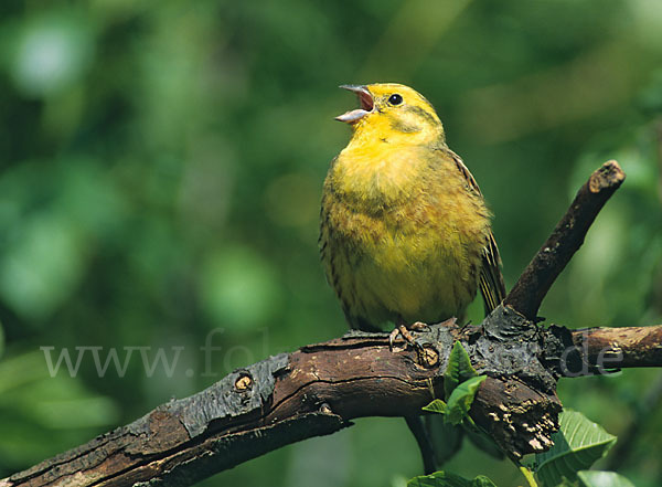 Goldammer (Emberiza citrinella)