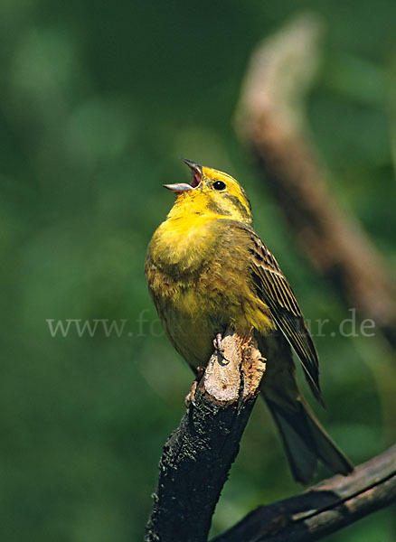 Goldammer (Emberiza citrinella)