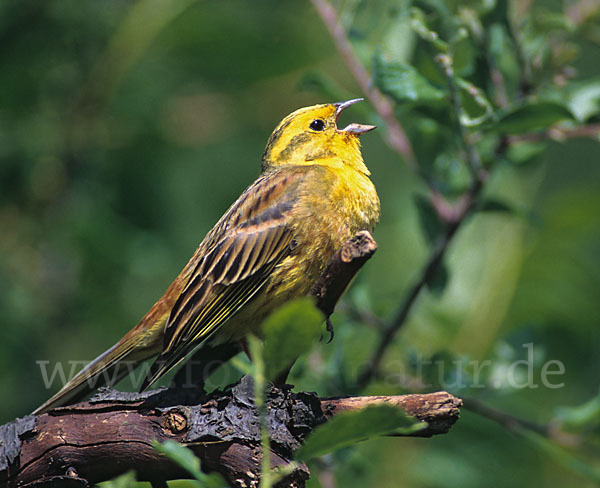 Goldammer (Emberiza citrinella)