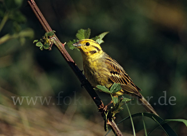 Goldammer (Emberiza citrinella)