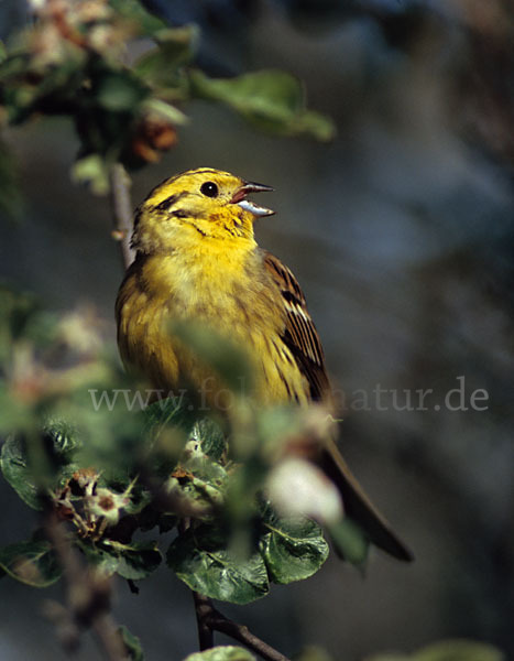 Goldammer (Emberiza citrinella)