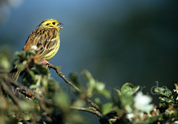 Goldammer (Emberiza citrinella)