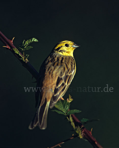 Goldammer (Emberiza citrinella)