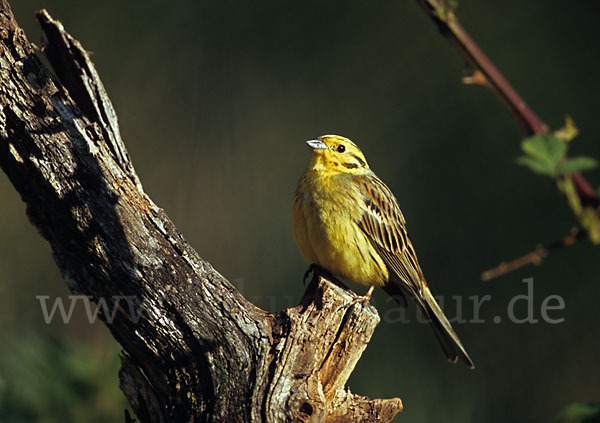 Goldammer (Emberiza citrinella)