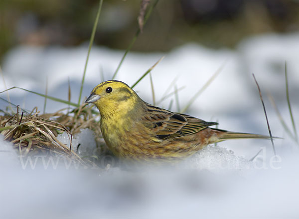 Goldammer (Emberiza citrinella)