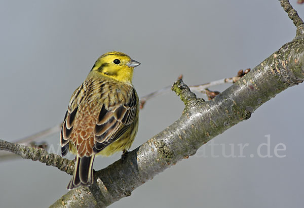 Goldammer (Emberiza citrinella)