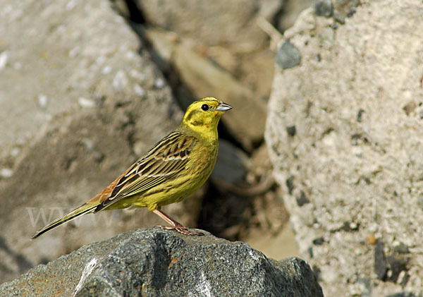 Goldammer (Emberiza citrinella)