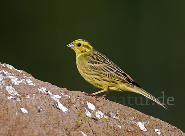 Goldammer (Emberiza citrinella)