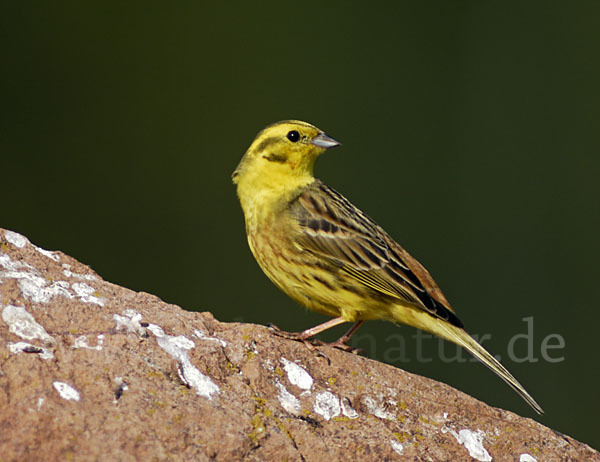 Goldammer (Emberiza citrinella)