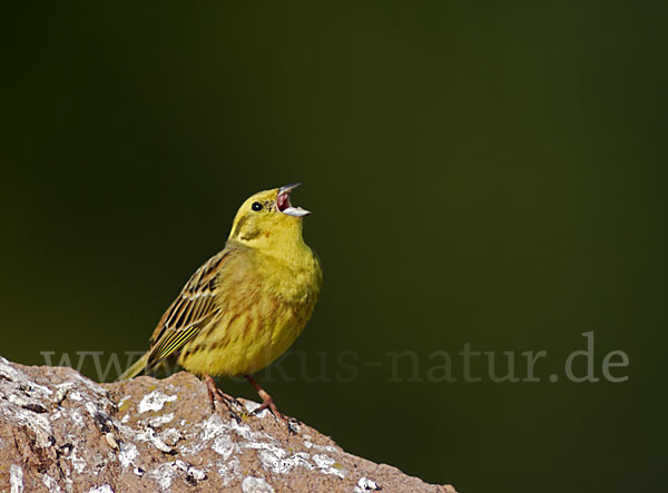 Goldammer (Emberiza citrinella)