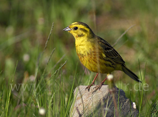 Goldammer (Emberiza citrinella)