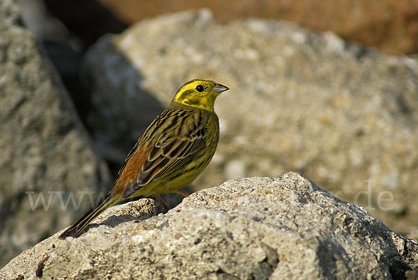 Goldammer (Emberiza citrinella)